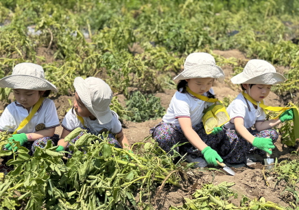 감자를 수확해요!